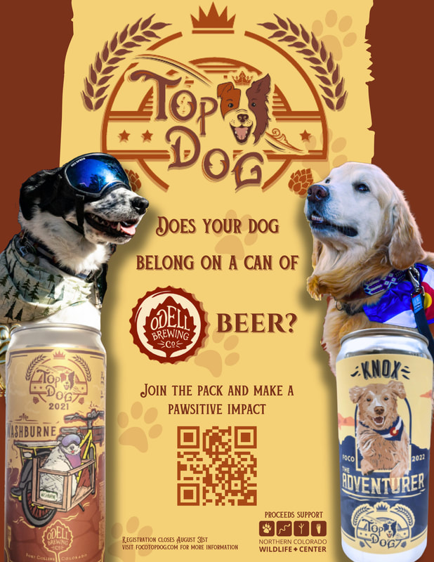  ​Big News Fort Collins! Not only does the Top Dog get to have their photo forever enshrined on the can of a specialty Odell beer, but 2nd Place at the September 24th event will get a certificate for one Happiness Is Custom Pet Portrait painted by Alyson Kinkade Fine Art!  I'm happy to donate to this fun fundraiser because 100% of the donations go to the Northern Colorado Wildlife Center. They do incredible work for the community to help educate about and care for wildlife in need. CLICK HERE TO LEARN MORE   The donation period will close August 31, 2023 at midnight - CLICK HERE TO CONTRIBUTE TO YOUR FAVORITE DOG this is your chance to help pick Fort Collins' Top Dog!  The Top Dog will be selected from the top 16 contestants at the in-person event on September 24, 2023. There will be a series of fun mini-events to determine the winner. CLICK HERE FOR EVENT DETAILS 